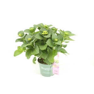 Magical Amethyst Roze