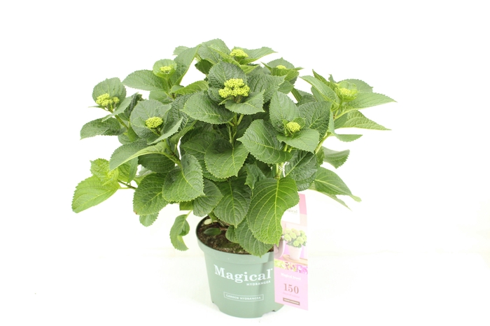 <h4>Magical Amethyst Roze</h4>