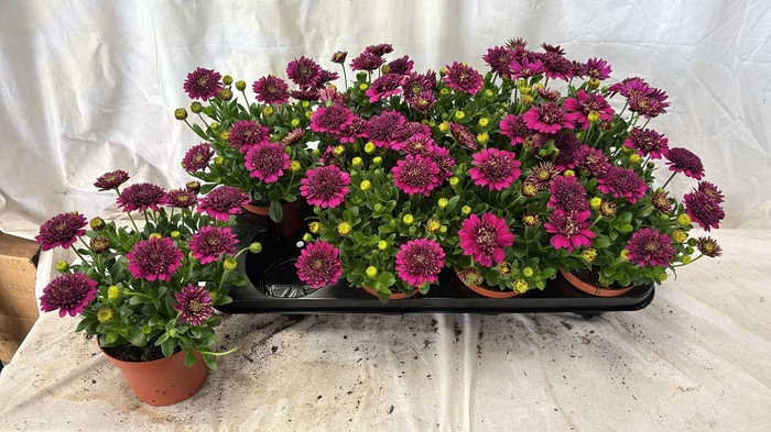 <h4>OSTEO 3D PURPLE</h4>