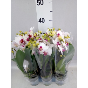 Phalaenopsis multi. 'FC Safe Haven'