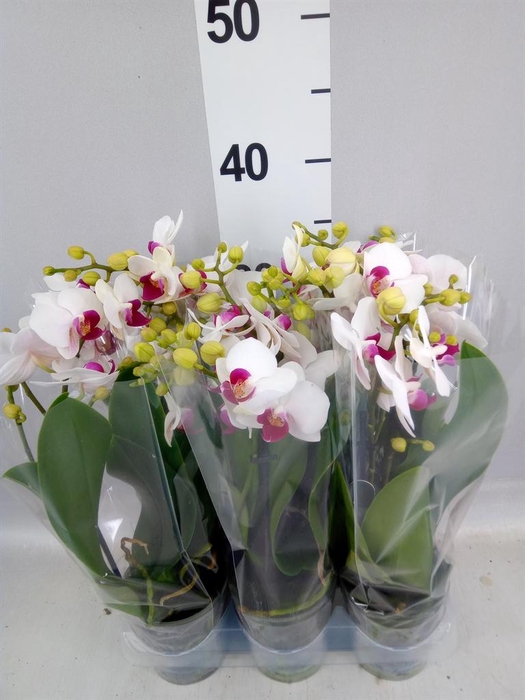 <h4>Phalaenopsis multi. 'FC Safe Haven'</h4>