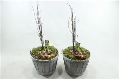 <h4>1197 Ton Grey Tete</h4>