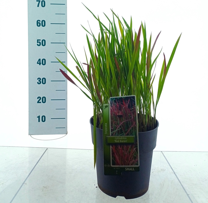 <h4>IMPE CY RED BARON</h4>