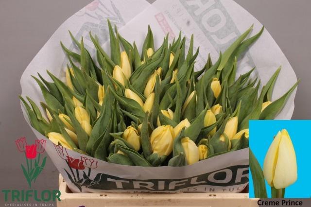 <h4>TU EN CREME PRINCE</h4>