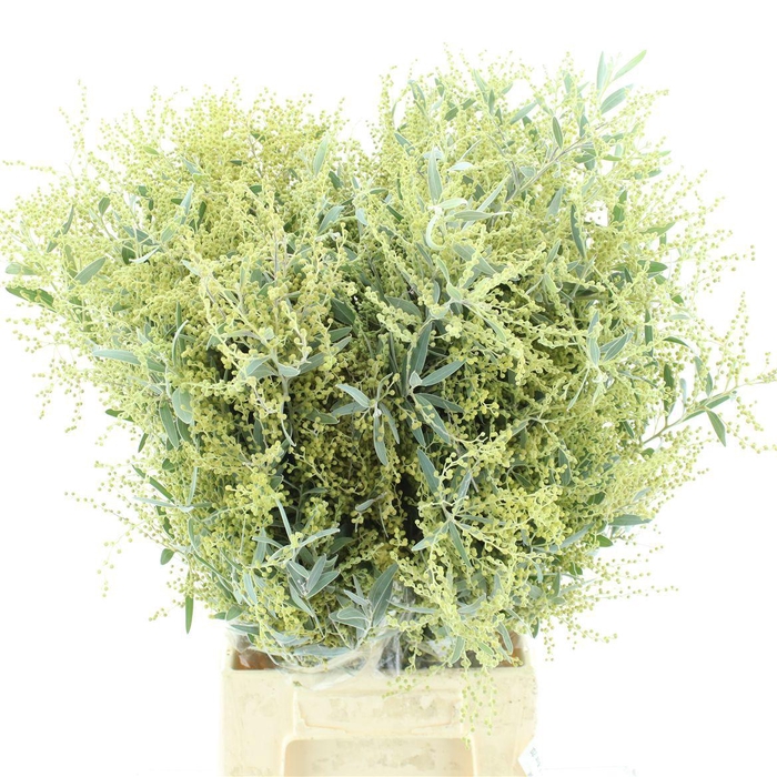 <h4>ACACIA BL HAMBURY BS</h4>