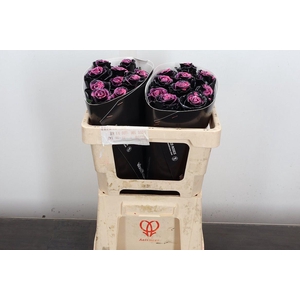 R Ov Wx 50cm Black Beaty