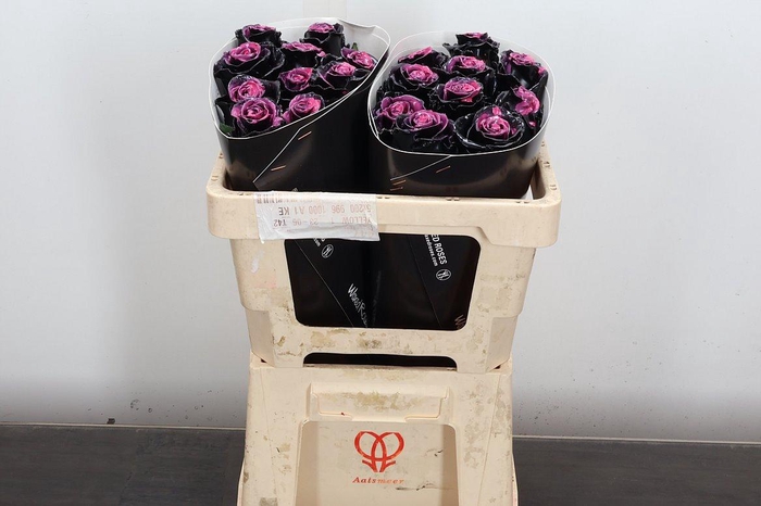 <h4>R Ov Wx 50cm Black Beaty</h4>