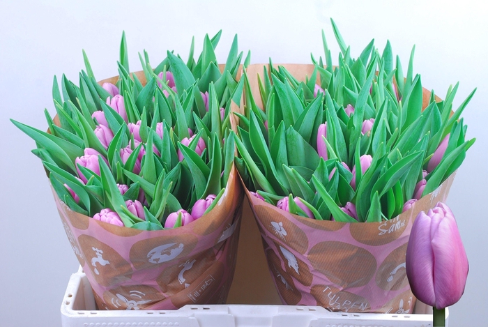 <h4>TU EN ARGOS</h4>