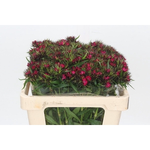 Dianthus Br Sweet Will Red