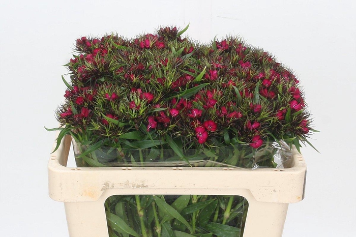 <h4>Dianthus Br Sweet Will Red</h4>