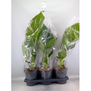 Alocasia macrorrhizos