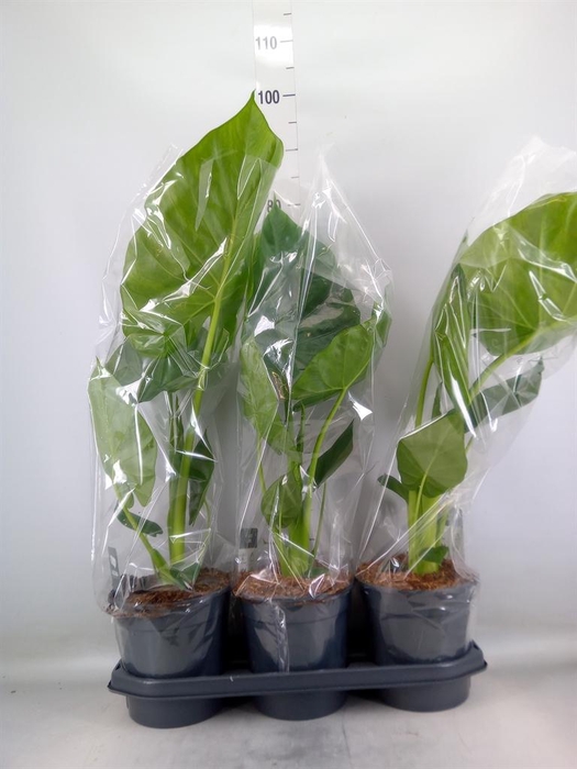 <h4>Alocasia macrorrhizos</h4>