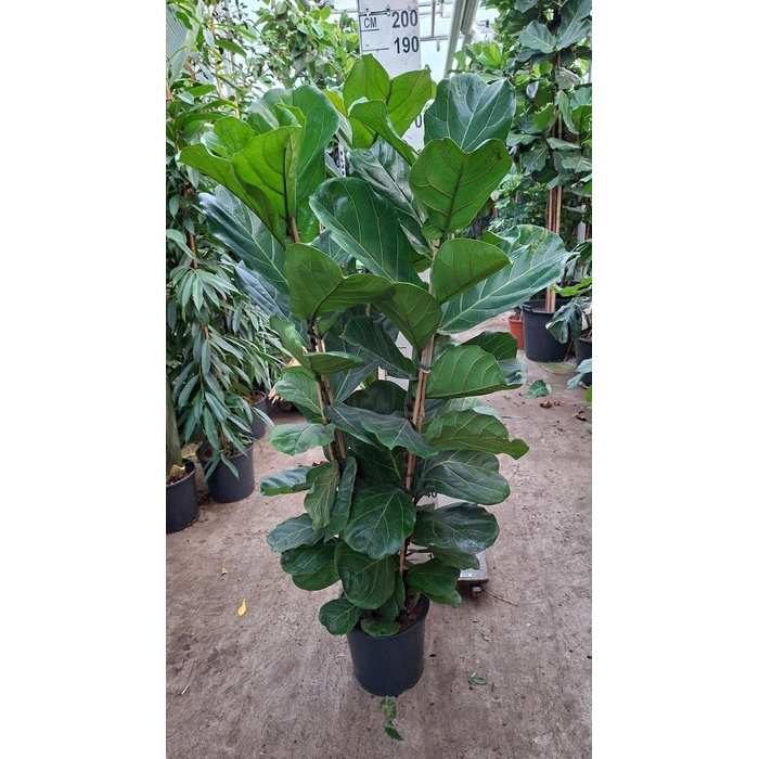 <h4>Ficus lyrata</h4>