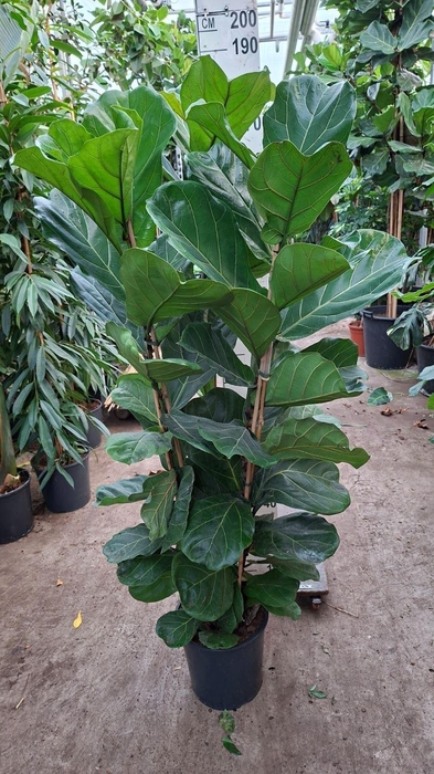 Ficus lyrata