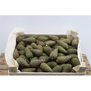 Pinea Mini Naturel X125 Crate