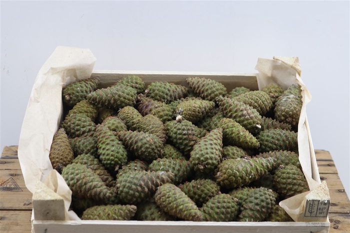 Pinea Mini Naturel X125 Crate