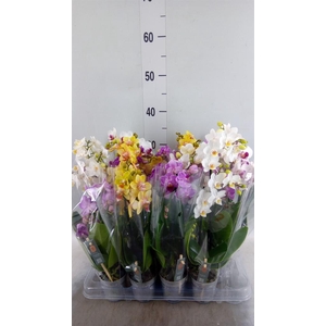 Phalaenopsis multi. ...mix 4