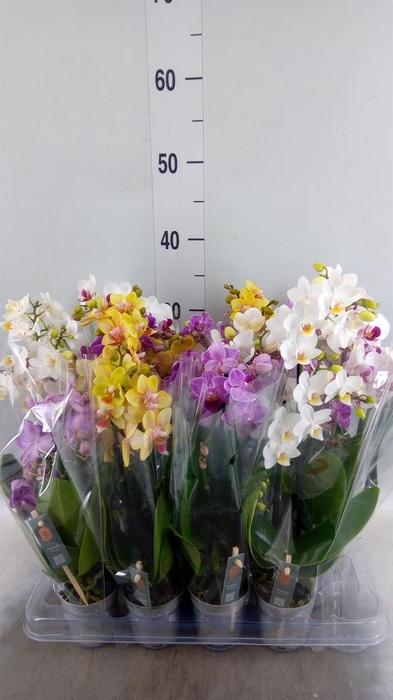 <h4>Phalaenopsis multi. ...mix 4</h4>