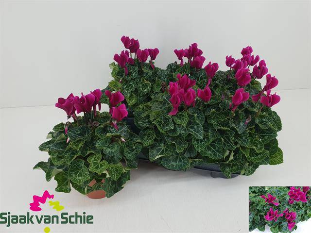 <h4>CYCL MD SUP ELEGANTE</h4>