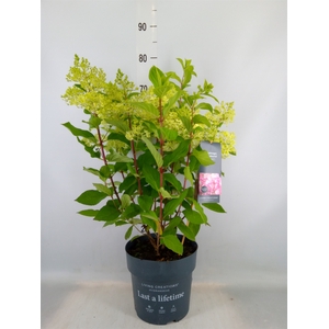 Hydrangea pan. 'Liv Color Cocktail'