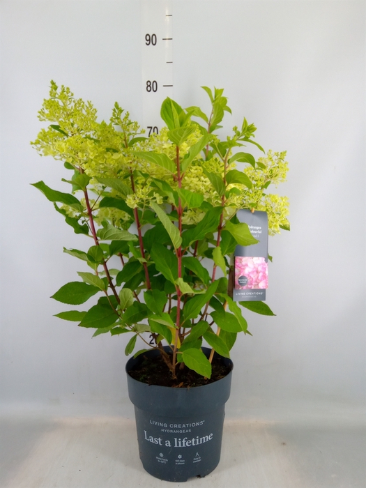 <h4>Hydrangea pan. 'Liv Color Cocktail'</h4>