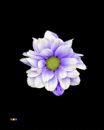Chr T Kennedy Pastel Lilac