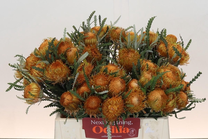 <h4>Banksia Dryandra</h4>