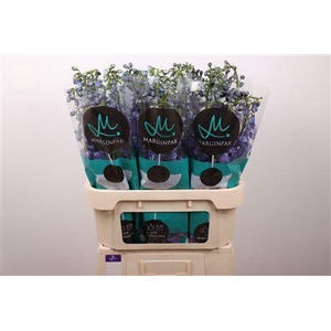 Delph El Guard Blue