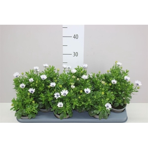 Osteospermum White