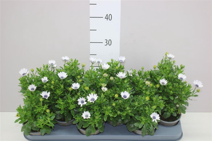 <h4>Osteospermum White</h4>