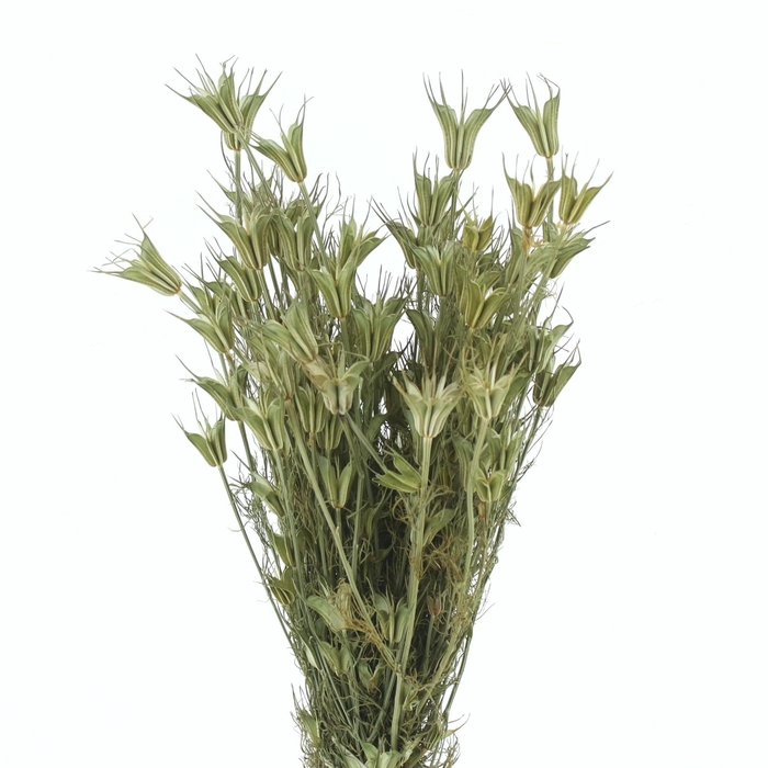 <h4>DROOGBL ONBEWERKT</h4>
