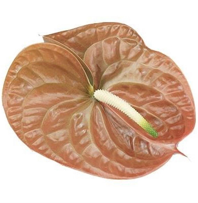 <h4>Anth A Terra</h4>