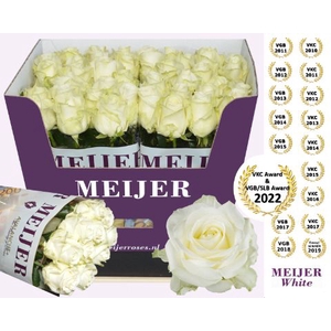 Rozen Rosa Avalanche