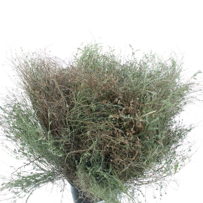 <h4>DECOGROEN OV BS</h4>