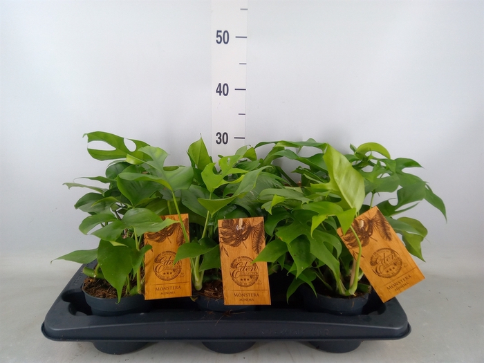 <h4>Monstera   ...</h4>