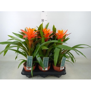 Guzmania  'Variada'