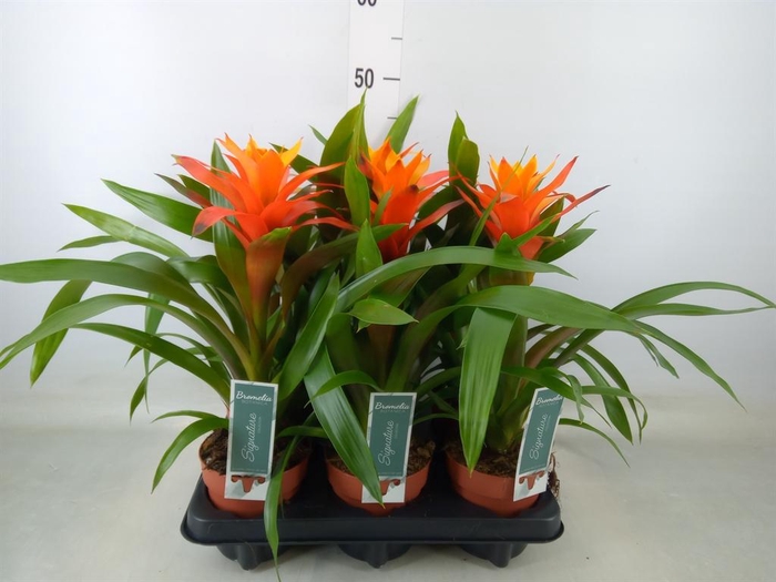 <h4>Guzmania  'Variada'</h4>