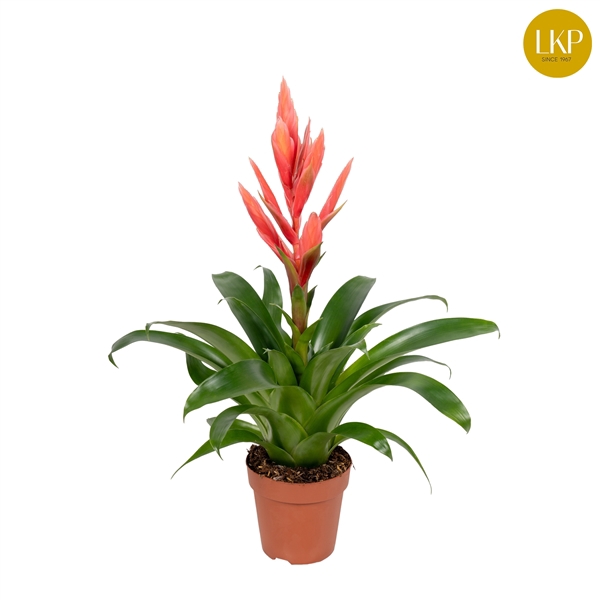 <h4>Tillandsia Ziva Roze (Met Hoes)</h4>