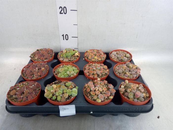 <h4>Lithops sp.</h4>