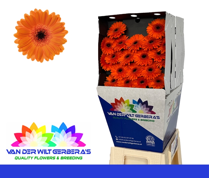 <h4>Germini Bison Diamond</h4>