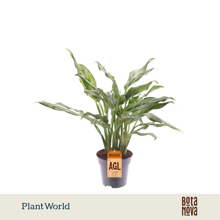 <h4>Aglaonema   ...</h4>