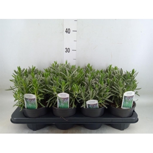 Lavandula interm. 'Sensational'