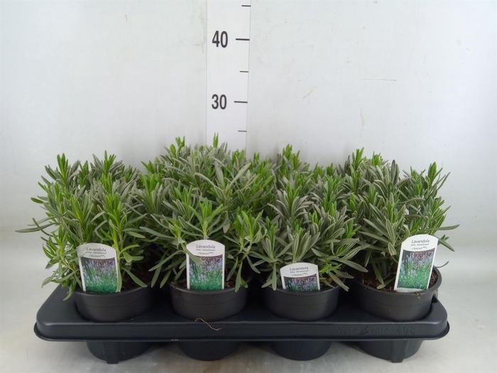 <h4>Lavandula interm. 'Sensational'</h4>