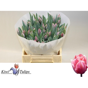 TU EN PRETTY PRINCES