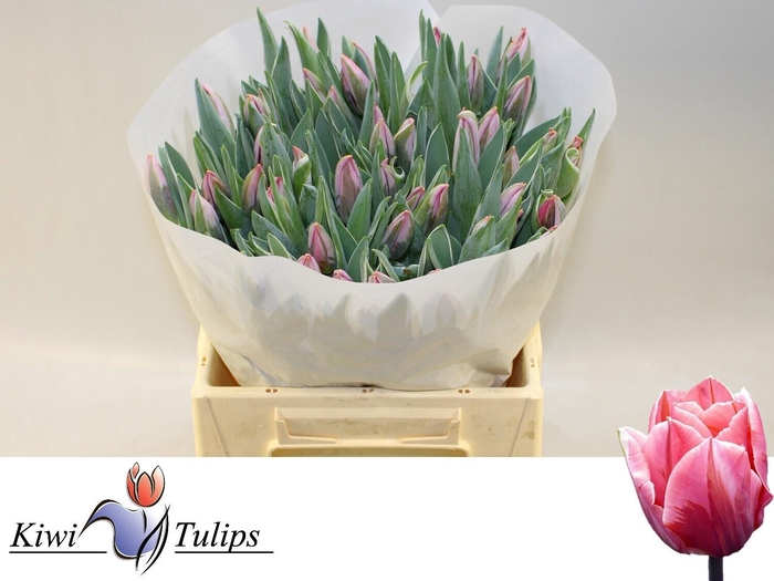 <h4>TU EN PRETTY PRINCES</h4>