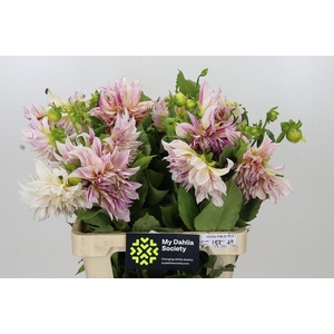 Dahlia Café Au Lait Twist