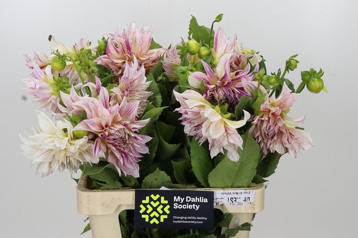 <h4>Dahlia Café Au Lait Twist</h4>