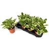 arr8 Pep Obt Variegata