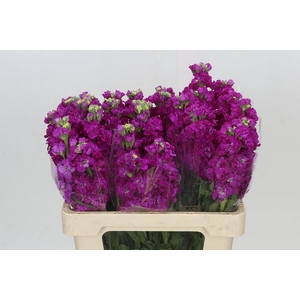 Matthiola Iron Cerise