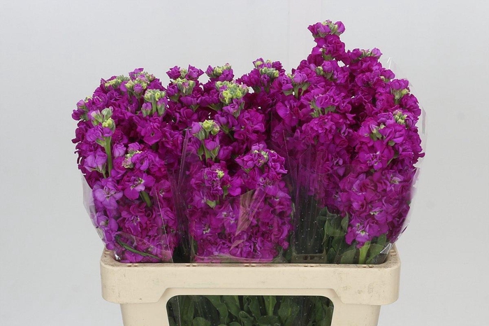 <h4>Matthiola Iron Cerise</h4>